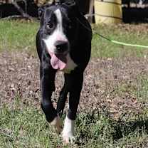 Thumbnail photo of Bo #3