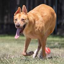 Thumbnail photo of Apollo #4