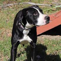 Thumbnail photo of Bo #4