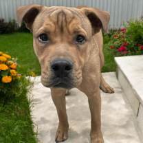 Thumbnail photo of Yogi #1