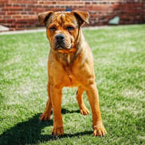Thumbnail photo of Yogi #2
