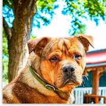 Thumbnail photo of Yogi #3