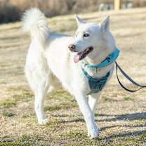 Thumbnail photo of Ghost #1