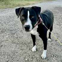 Thumbnail photo of Sammy #2