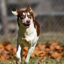 Thumbnail photo of Chewy #3