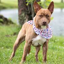 Thumbnail photo of Luther #2