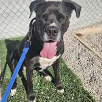Thumbnail photo of Josie #2