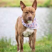 Thumbnail photo of Luther #3