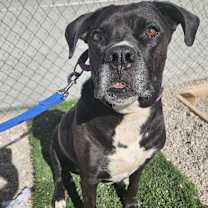 Thumbnail photo of Josie #3