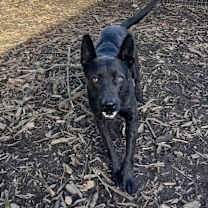 Thumbnail photo of Gemma #2