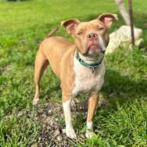 Thumbnail photo of Scarlett #2