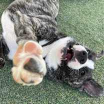 Thumbnail photo of Eeyore #4