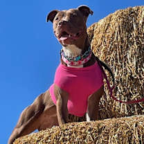 Thumbnail photo of Rue #4