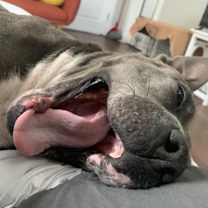 Thumbnail photo of Doja #3