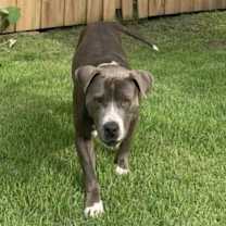 Thumbnail photo of Doja #4