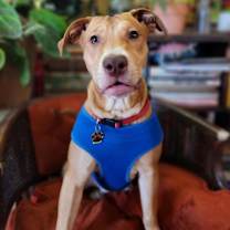 Thumbnail photo of Honey Canella #2
