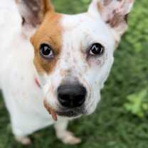 Thumbnail photo of Willa #2