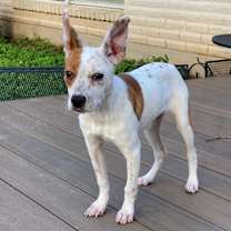 Thumbnail photo of Willa #4