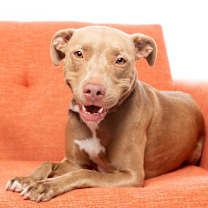 Thumbnail photo of Izzie #2