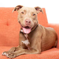 Thumbnail photo of Izzie #3