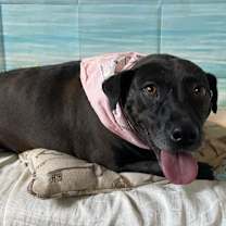 Thumbnail photo of Midge #2