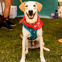 Thumbnail photo of Goofy #1