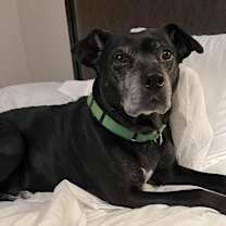 Thumbnail photo of Kona #2