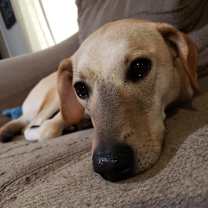 Thumbnail photo of Goofy #2
