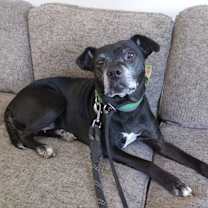 Thumbnail photo of Kona #3