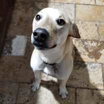 Thumbnail photo of Goofy #3