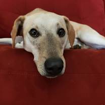 Thumbnail photo of Goofy #4