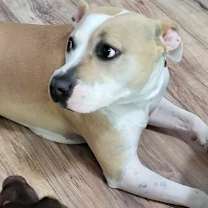 Thumbnail photo of Roxie #4