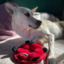 Thumbnail photo of Kit #3