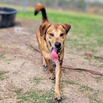 Thumbnail photo of Scotty #2