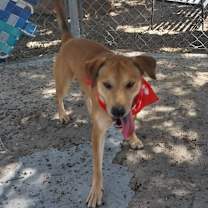 Thumbnail photo of Scotty #3