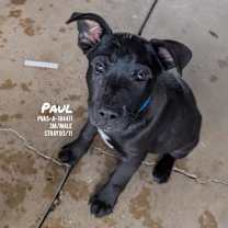 Thumbnail photo of Paul #2