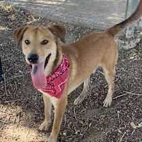 Thumbnail photo of Scotty #4