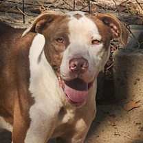 Thumbnail photo of Klaus #1