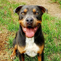 Thumbnail photo of Ranger #1