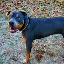 Thumbnail photo of Ranger #3
