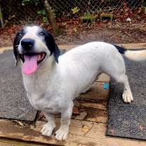 Thumbnail photo of Hansel #2