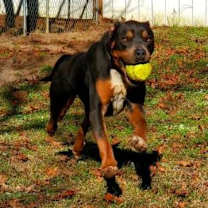 Thumbnail photo of Ranger #4