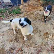 Thumbnail photo of Hansel #3