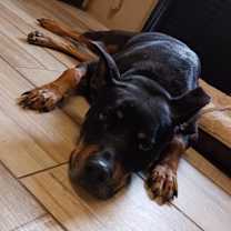 Thumbnail photo of Skye #4