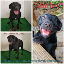 Thumbnail photo of Shirley #1
