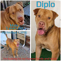 Thumbnail photo of Diplo #1