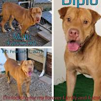 Thumbnail photo of Diplo #2