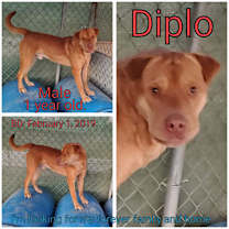 Thumbnail photo of Diplo #3