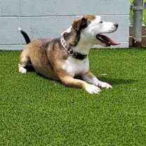 Thumbnail photo of Buddy #2