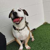Thumbnail photo of Buddy #3